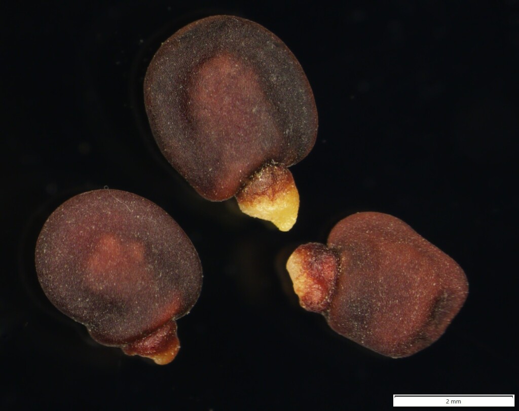 Dodonaea procumbens (hero image)