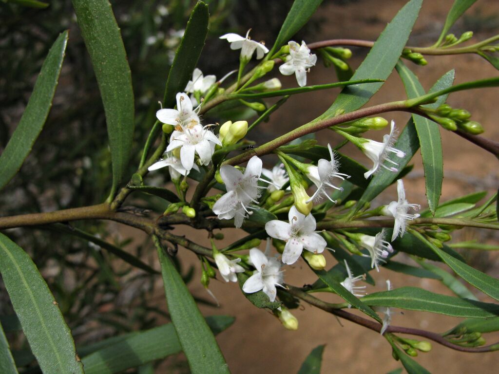 Myoporum (hero image)