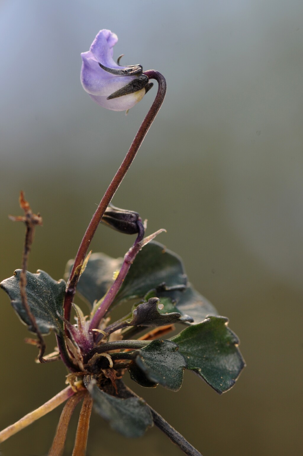 Viola sieberiana (hero image)