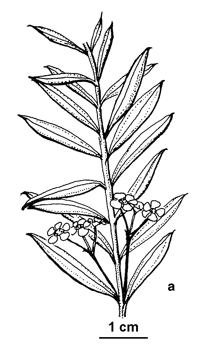 Sannantha pluriflora (hero image)