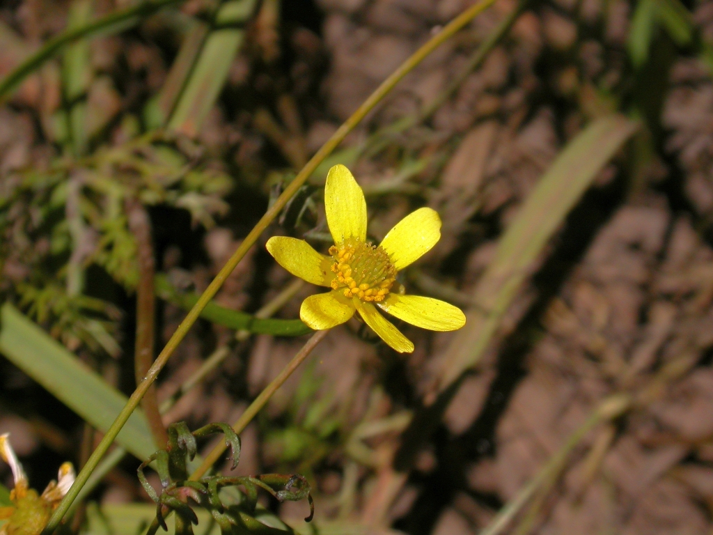 Ranunculus inundatus (hero image)