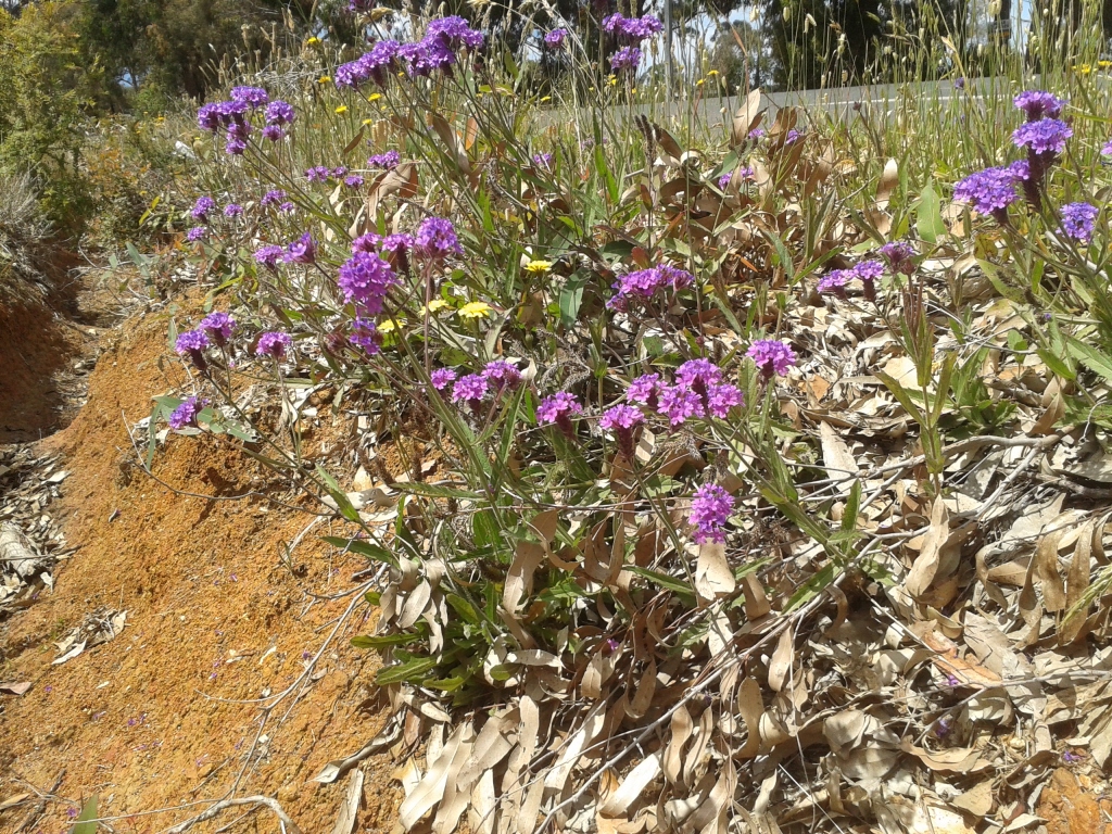 Verbena rigida (hero image)