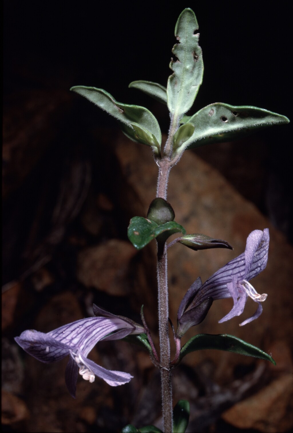 Prostanthera walteri (hero image)