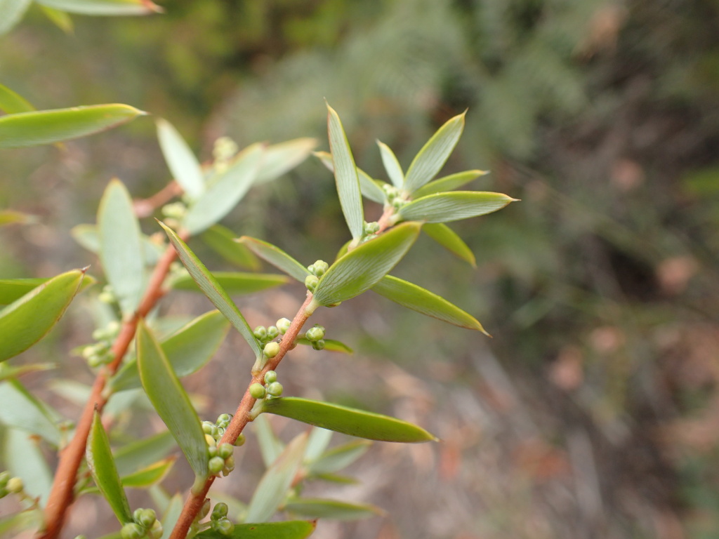 Monotoca glauca (hero image)