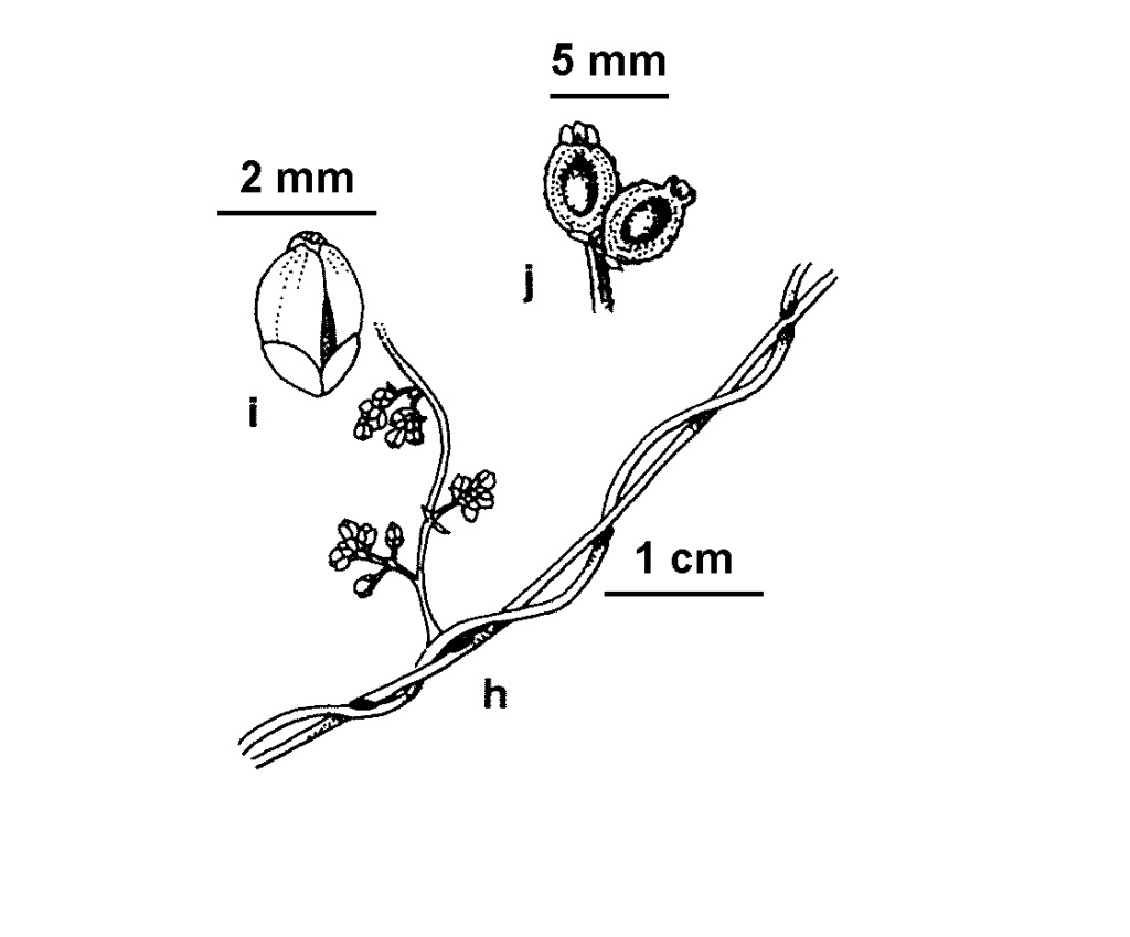 Cassytha glabella f. glabella (hero image)