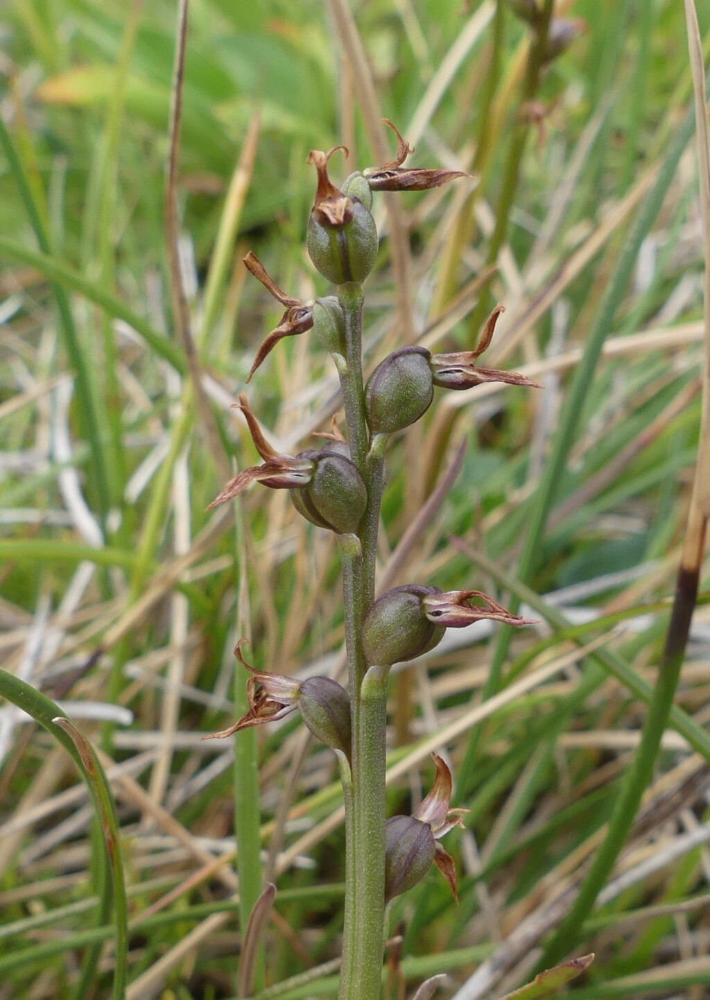 Prasophyllum tadgellianum (hero image)