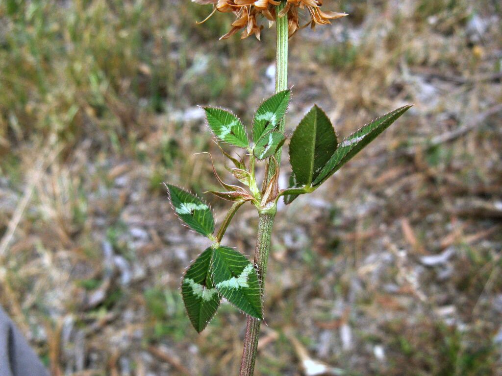 Trifolium vesiculosum (hero image)