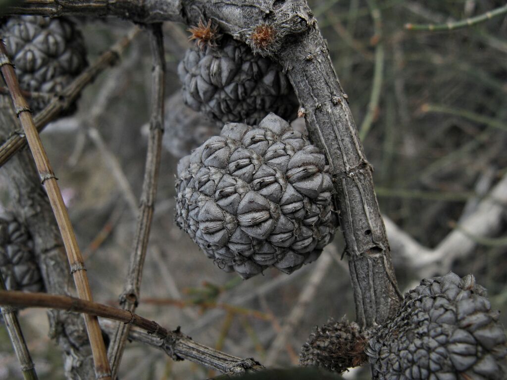 Allocasuarina mackliniana subsp. xerophila (hero image)