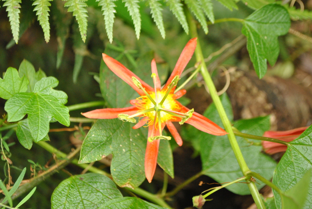 Passifloraceae (hero image)