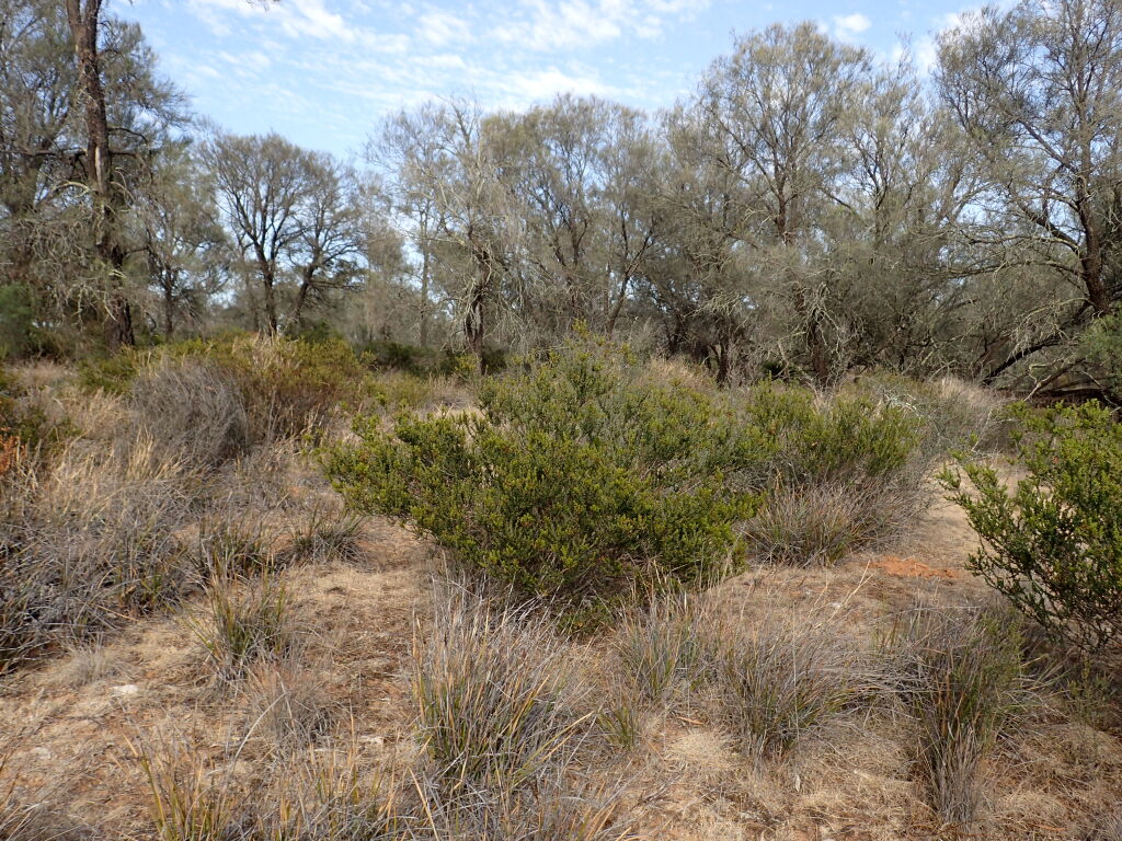 Acacia glandulicarpa (hero image)