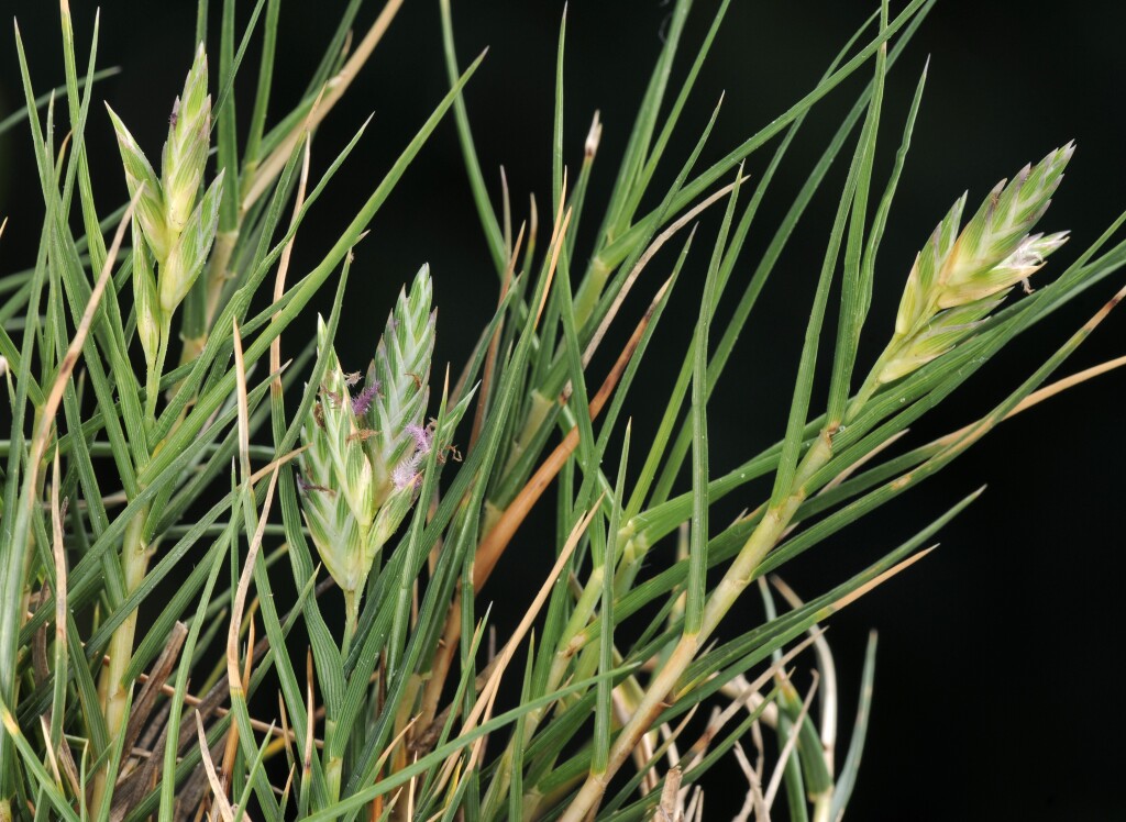 Distichlis distichophylla (hero image)