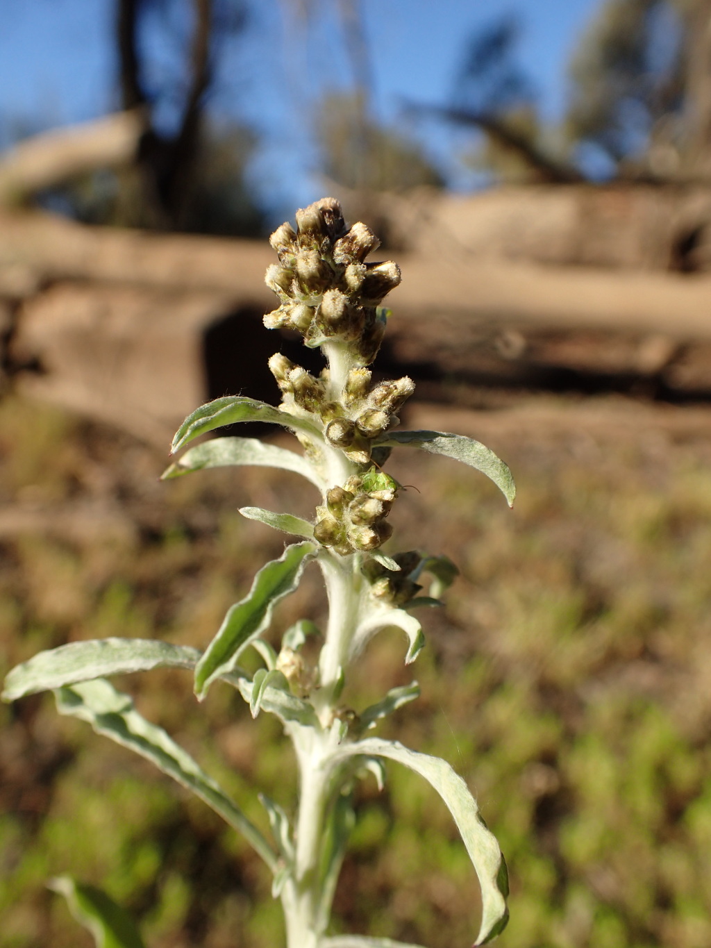 Gnaphalium polycaulon (hero image)