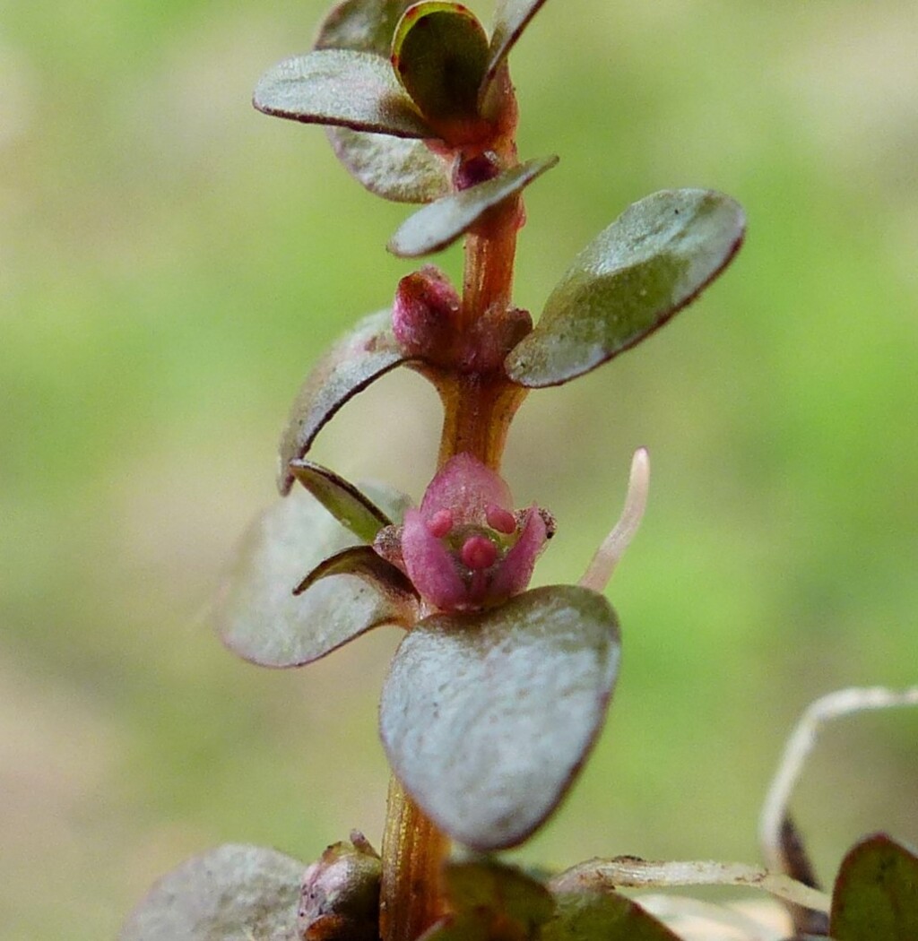 Elatine gratioloides (hero image)