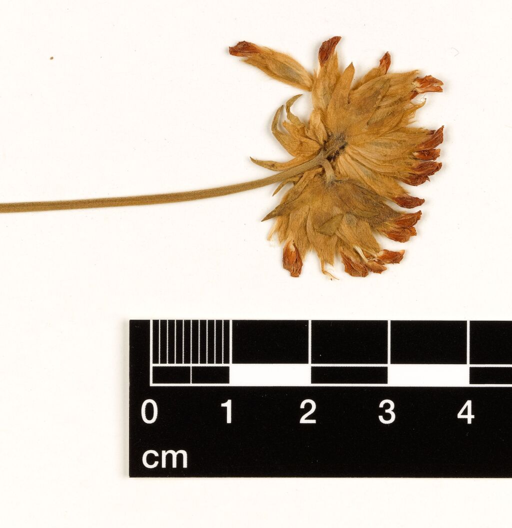 Anthyllis vulneraria (hero image)