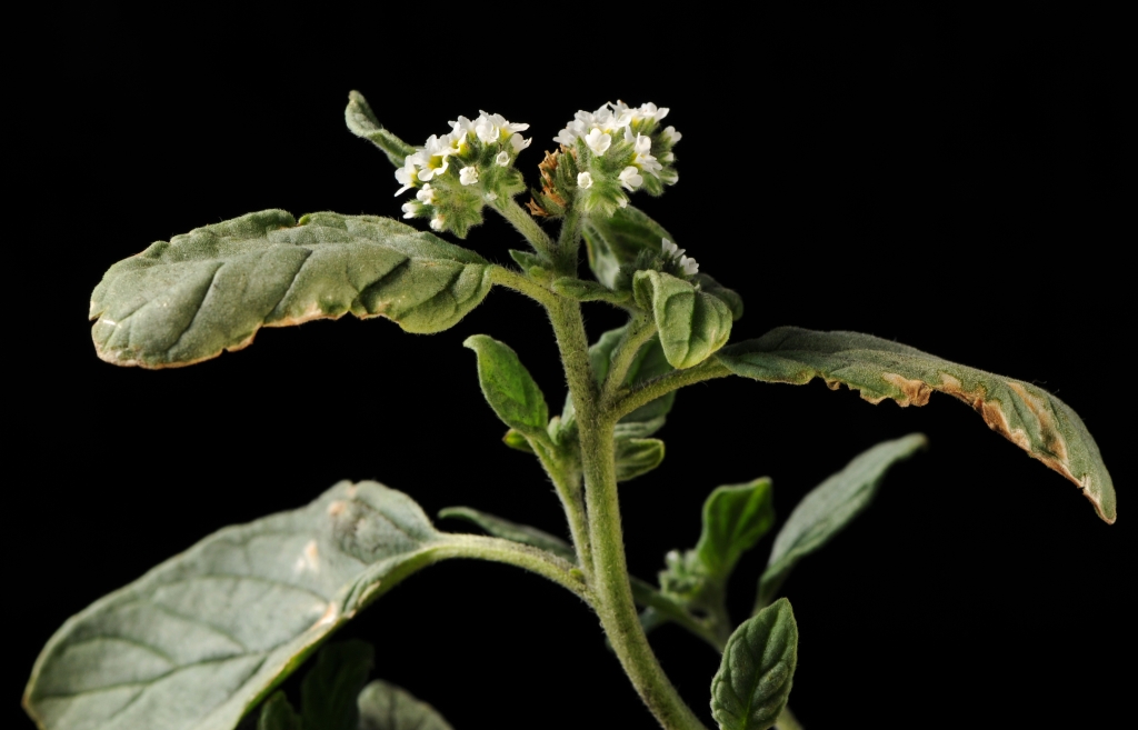 Heliotropium (hero image)