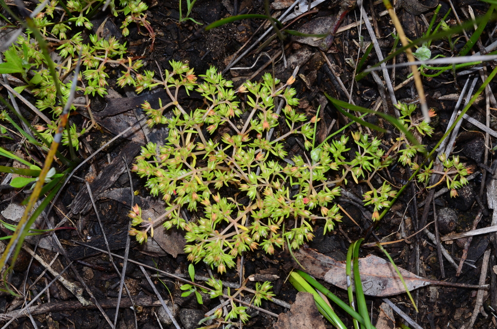 Crassula decumbens (hero image)