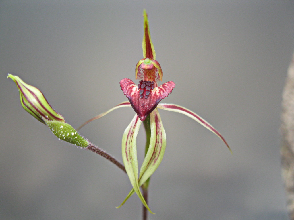 Caladenia cardiochila (hero image)