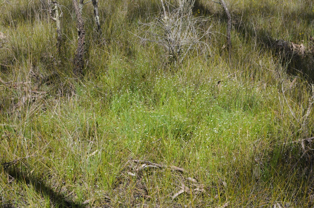 Cardamine lineariloba (hero image)