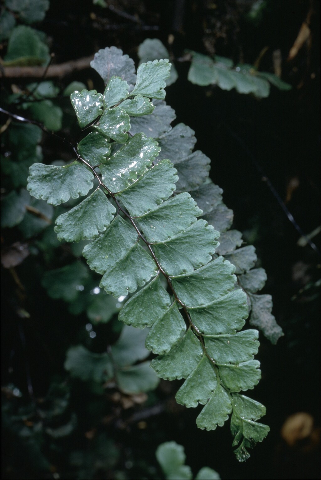 Adiantum diaphanum (hero image)