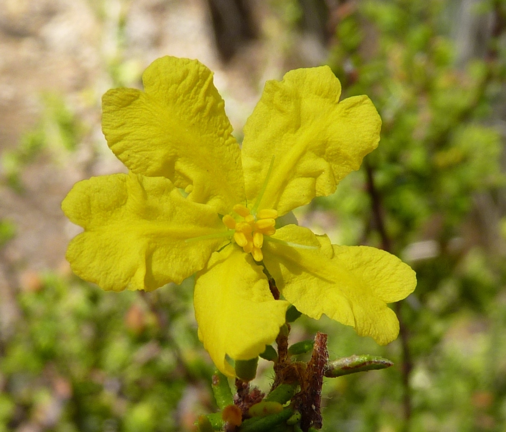 Hibbertia ericifolia (hero image)