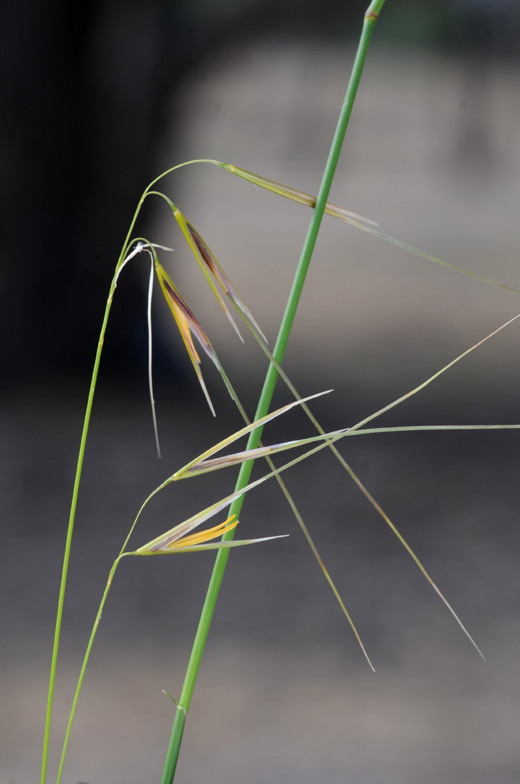 Austrostipa muelleri (hero image)