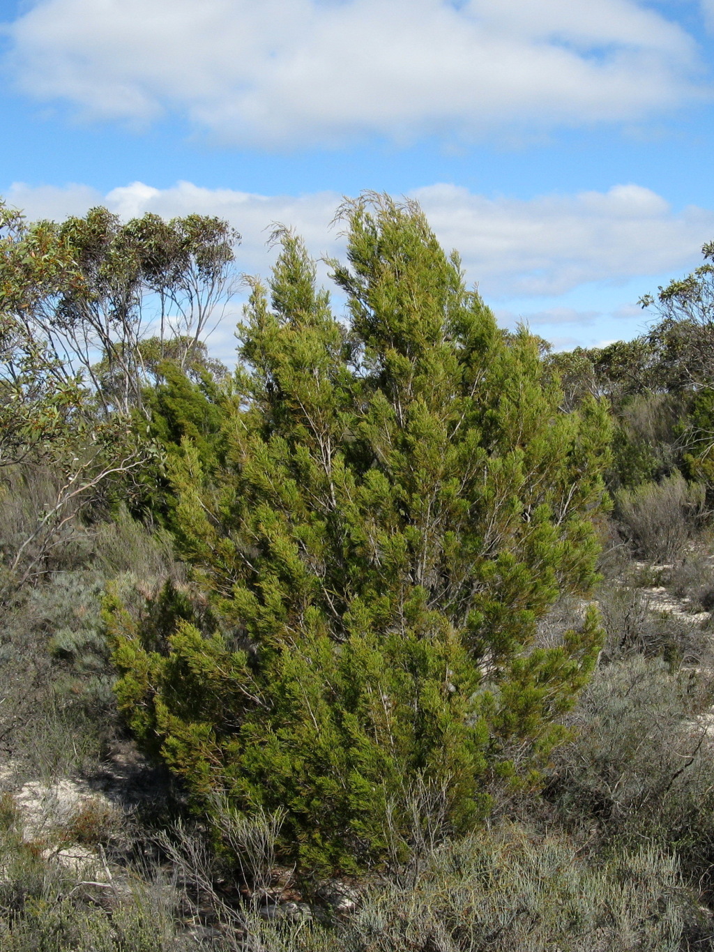 Callitris verrucosa (hero image)