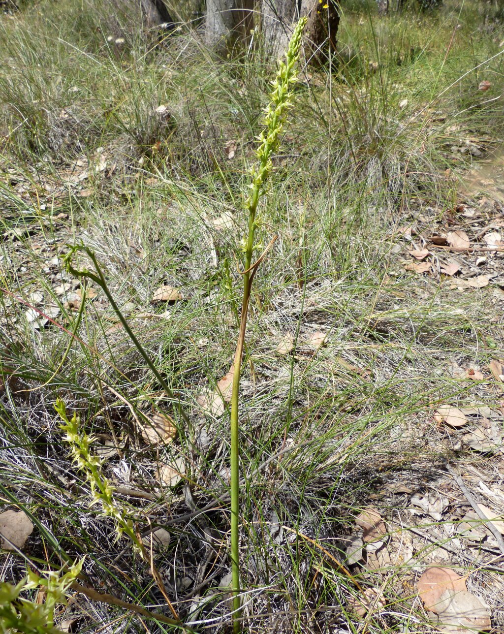Prasophyllum sp. aff. validum (hero image)