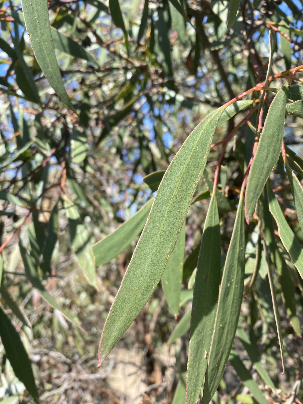 Eucalyptus froggattii (hero image)