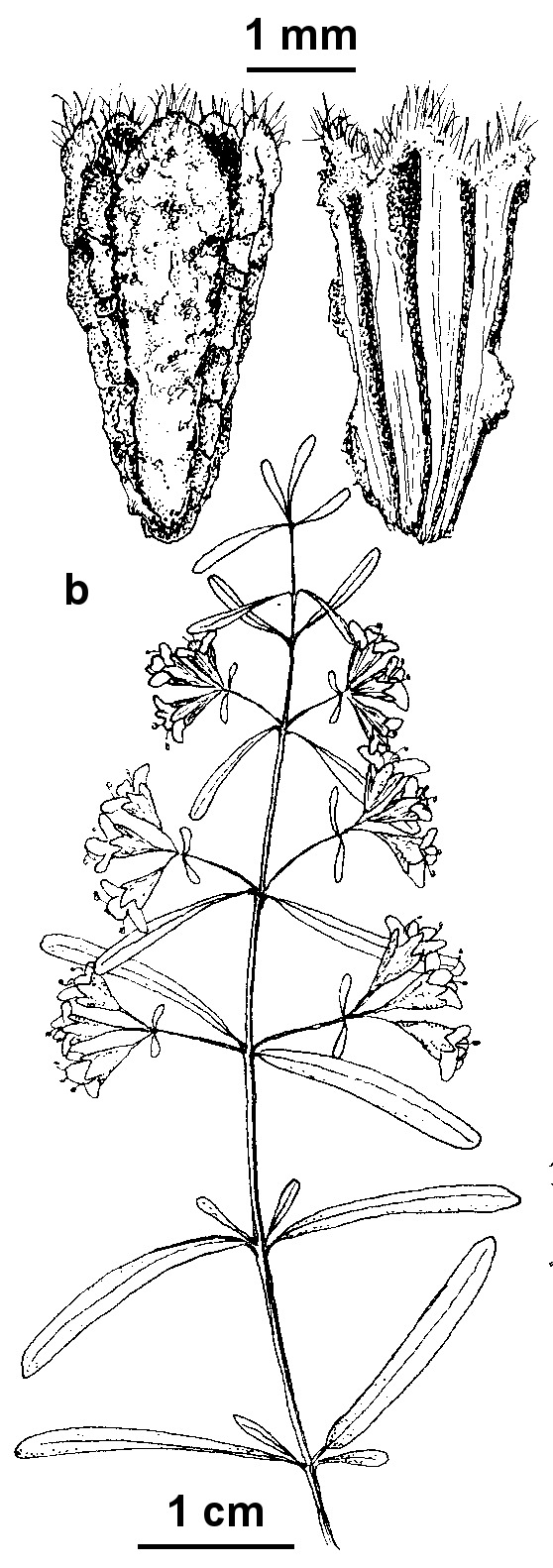 Mentha satureioides (hero image)