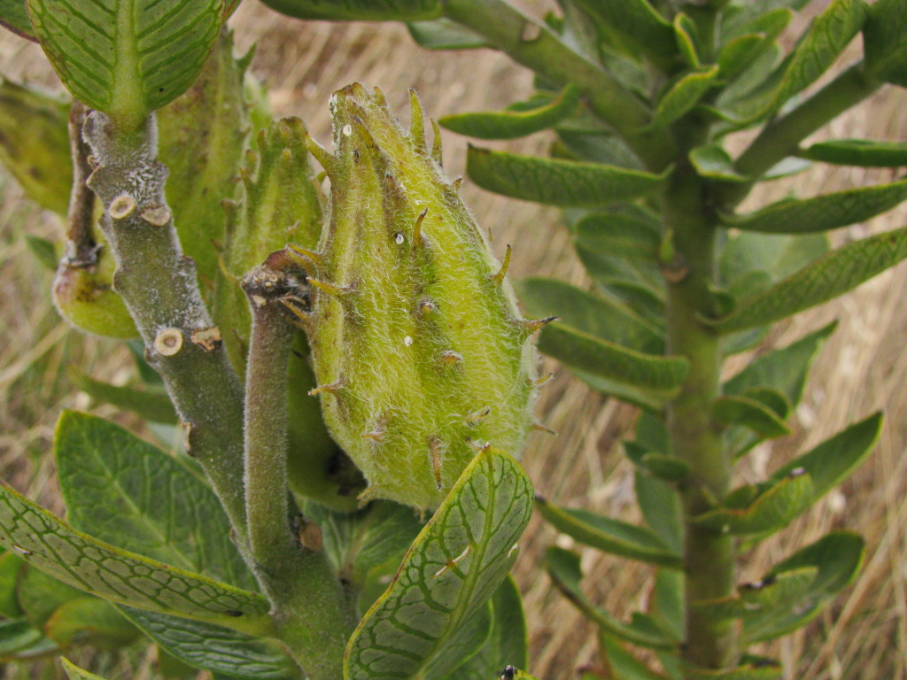 Gomphocarpus (hero image)