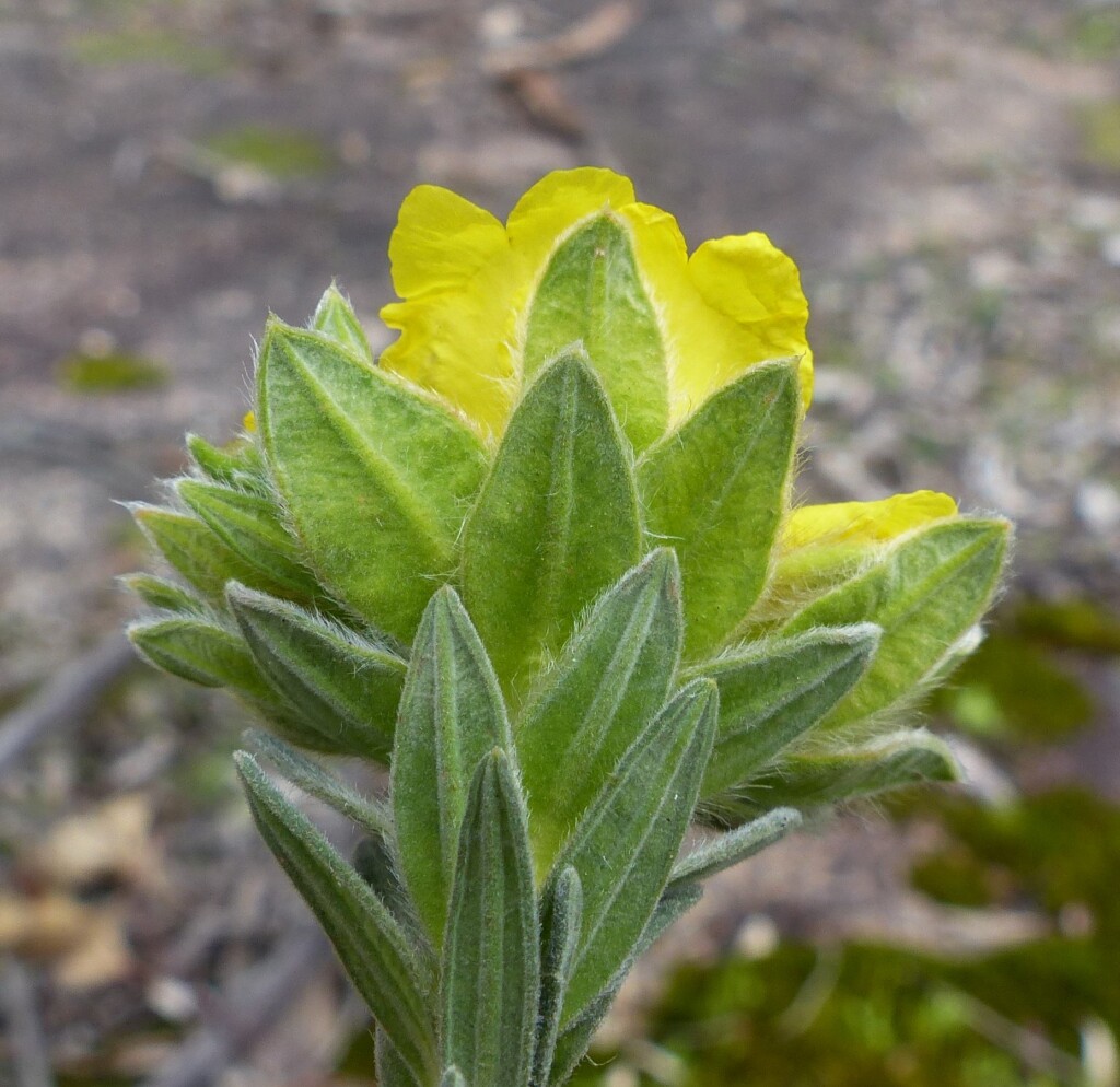 Hibbertia crinita (hero image)