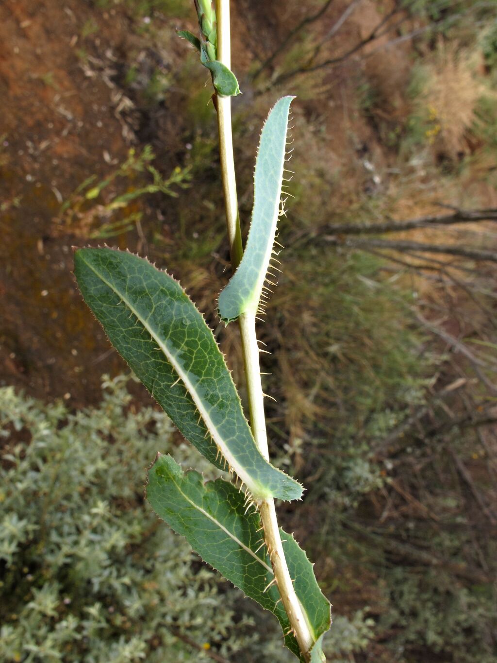 Lactuca serriola f. integrifolia (hero image)