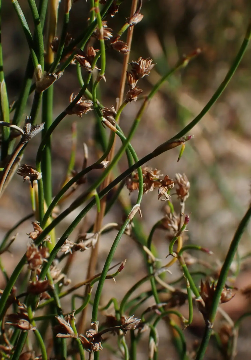 Lepyrodia flexuosa (hero image)