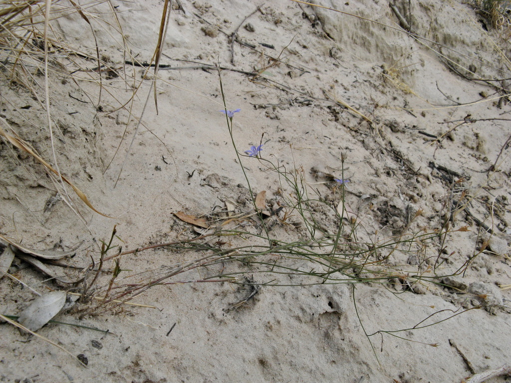 Wahlenbergia fluminalis (hero image)