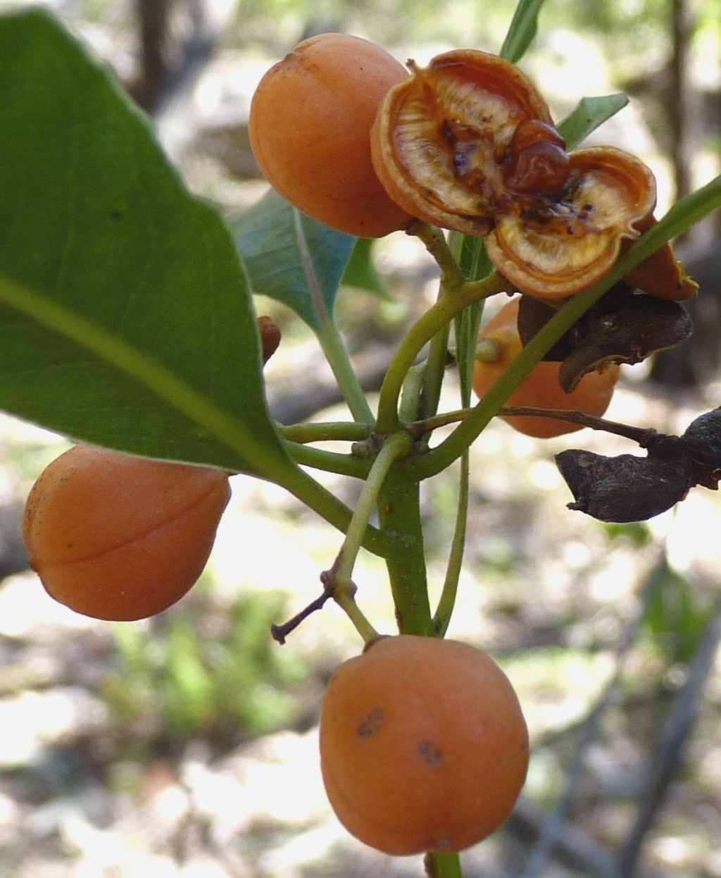 Pittosporum undulatum (hero image)