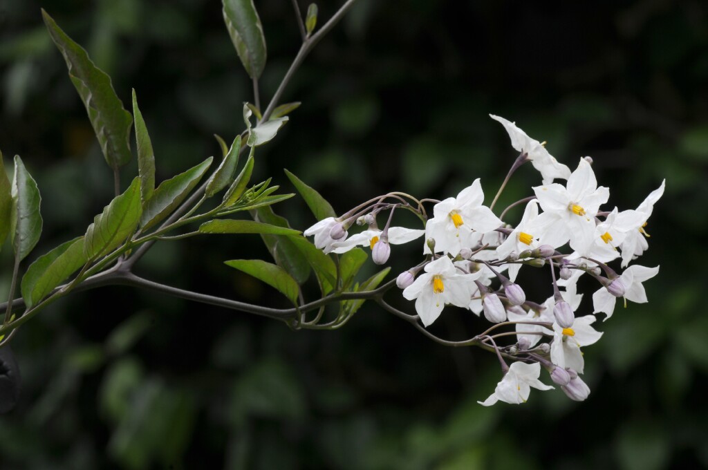 Solanum laxum (hero image)