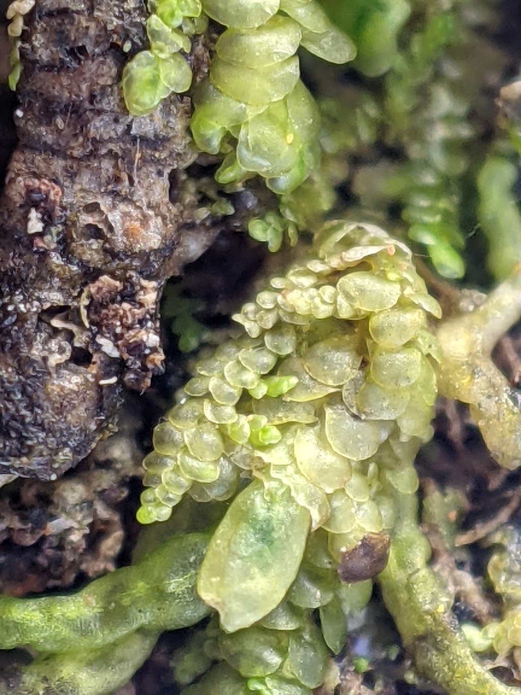 Radulaceae (hero image)