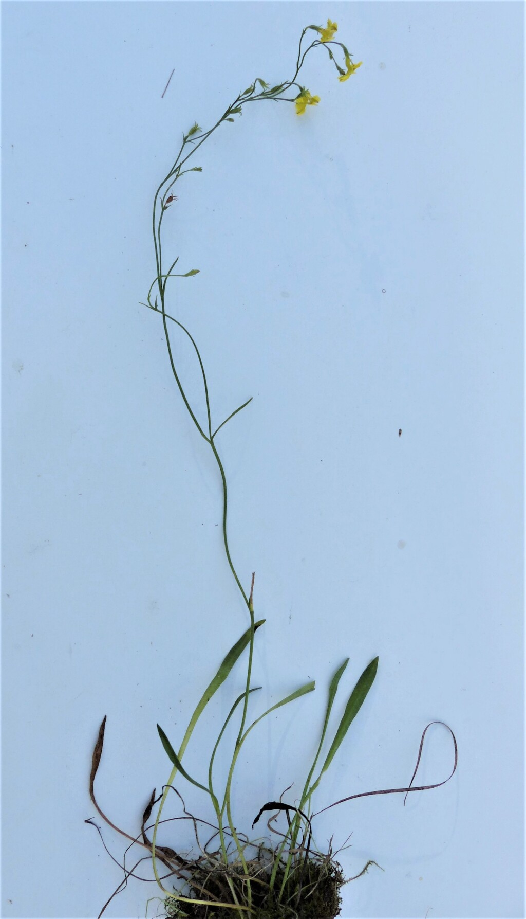Goodenia gracilis (hero image)