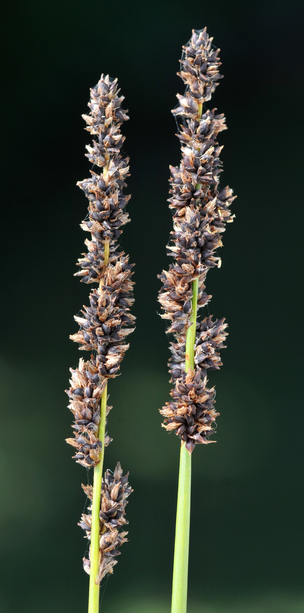 Carex tereticaulis (hero image)