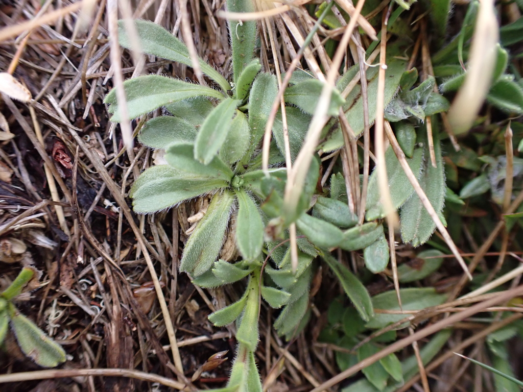 Calotis pubescens (hero image)