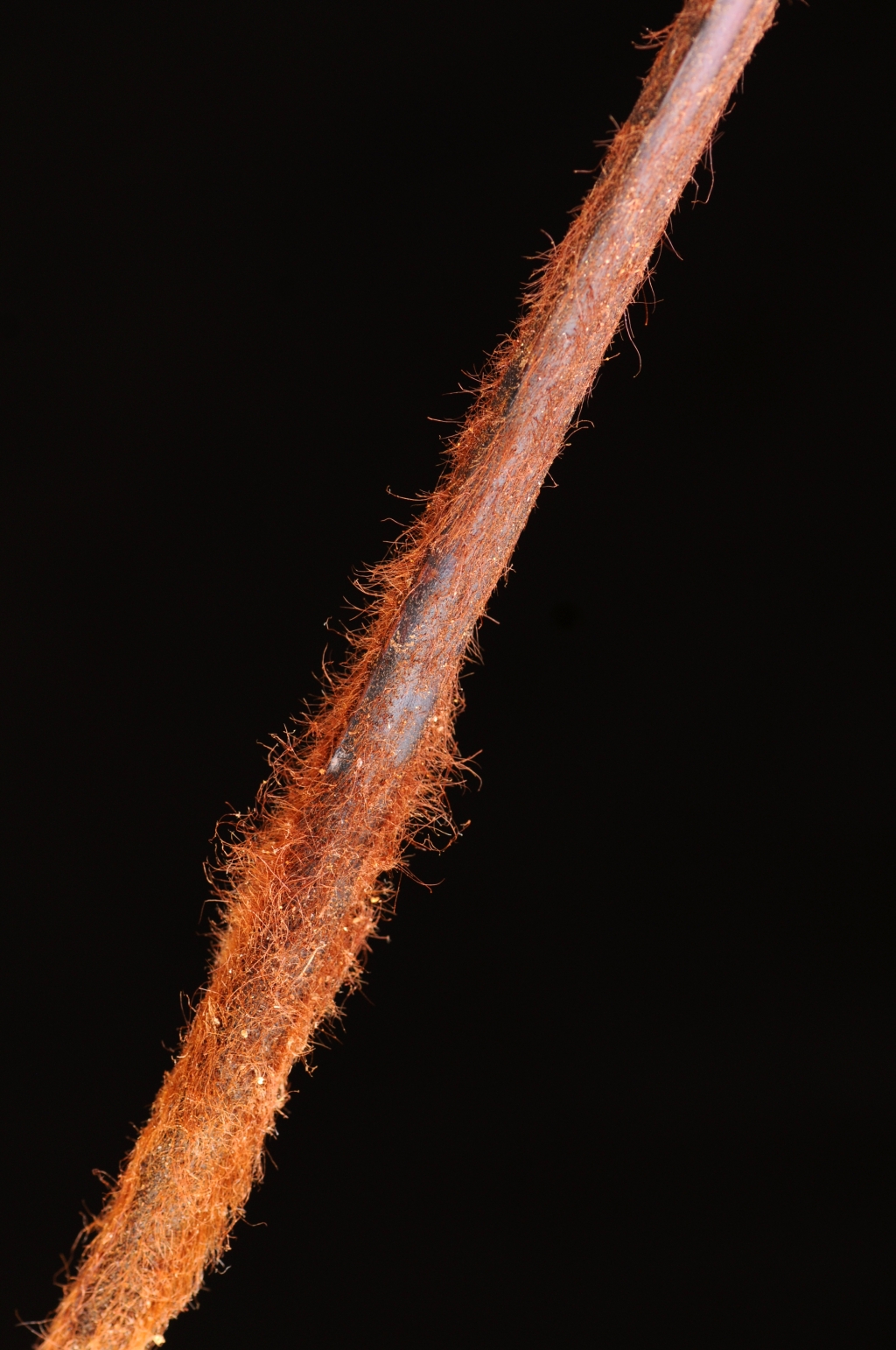 Calochlaena (hero image)