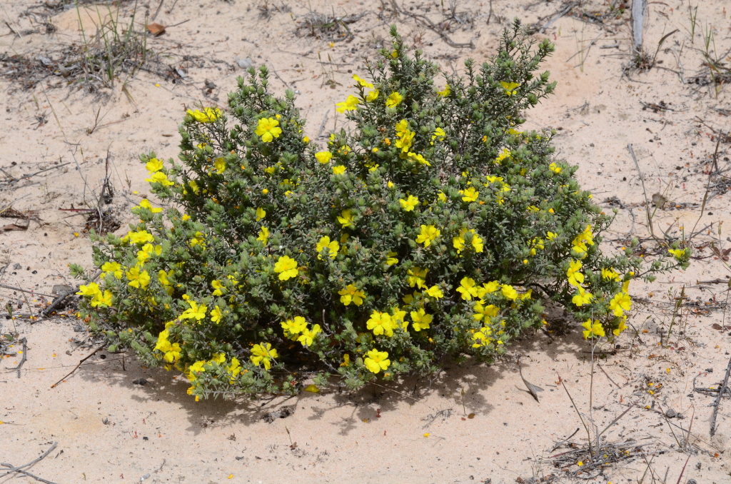 Hibbertia crinita (hero image)