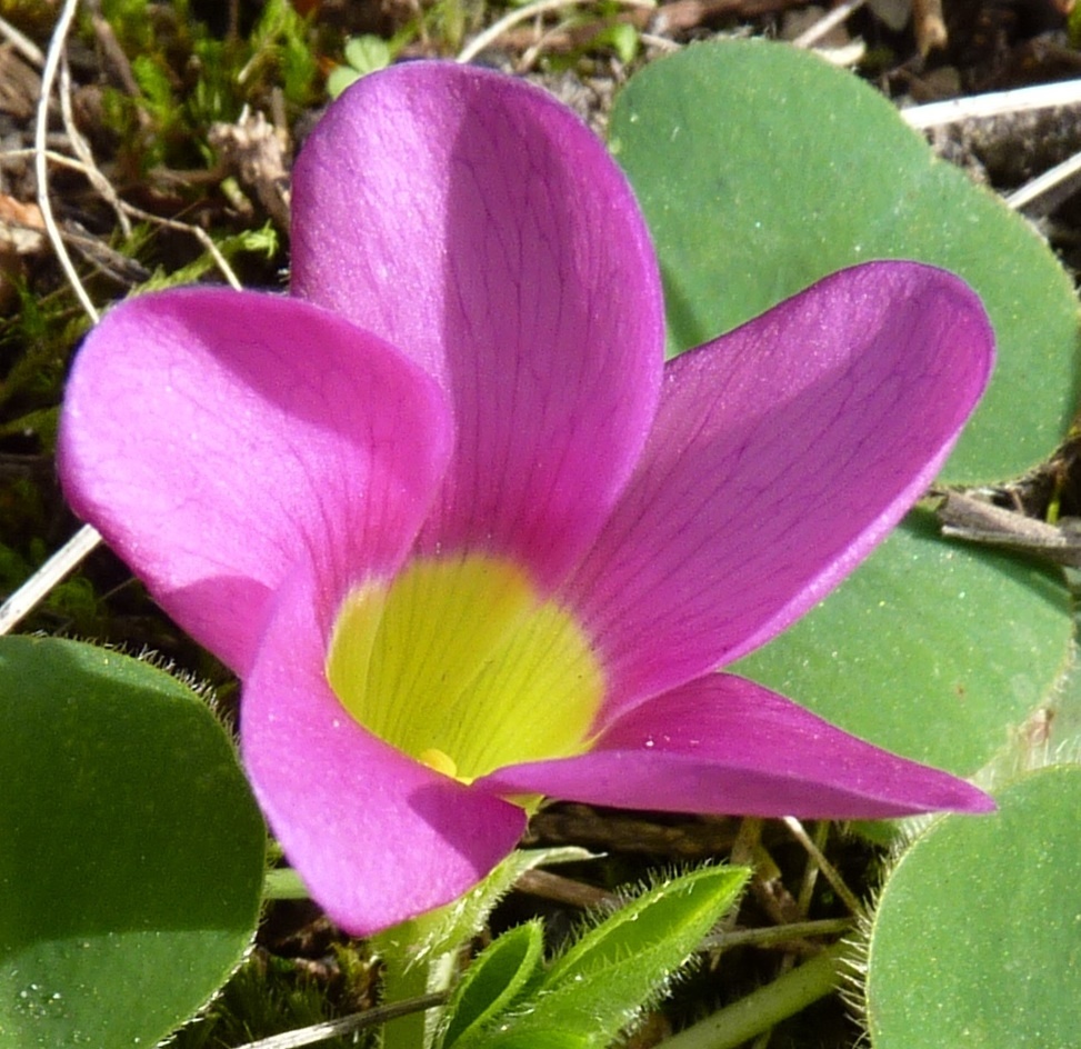 Oxalis purpurea (hero image)