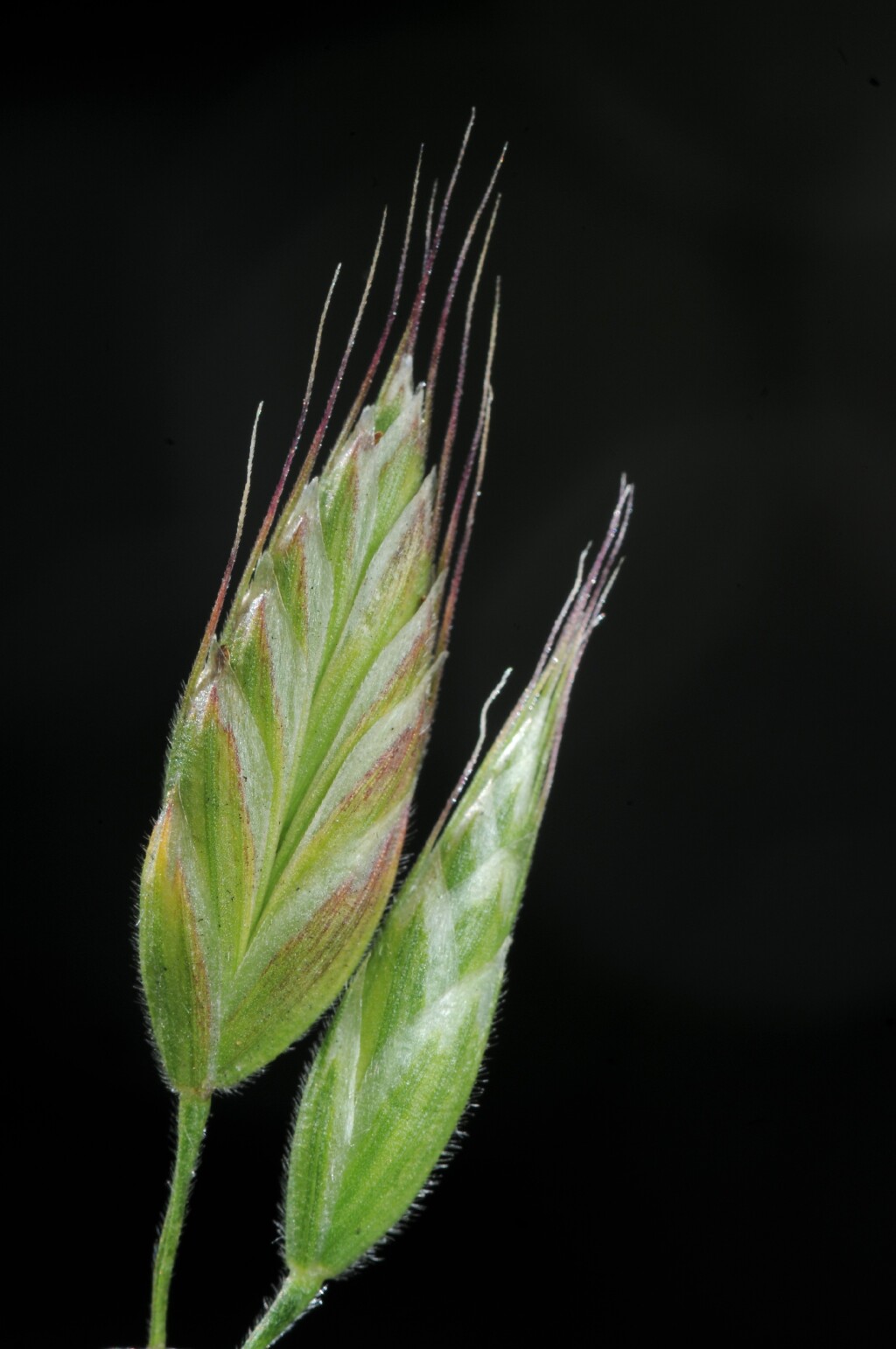 Bromus hordeaceus (hero image)