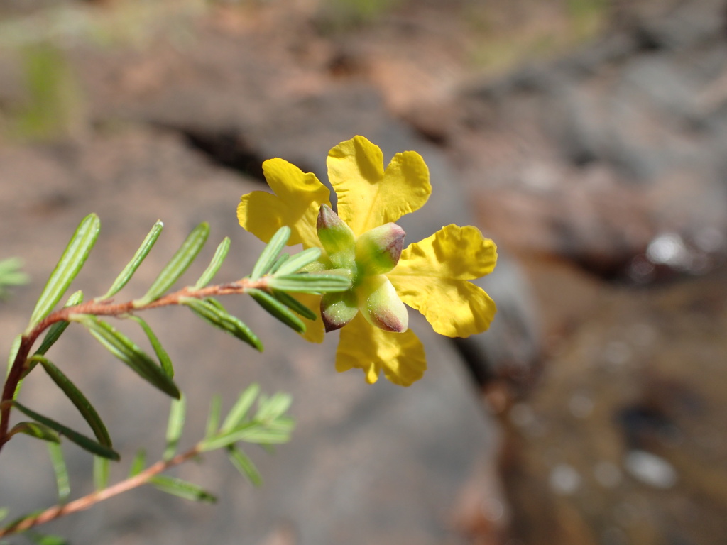 Hibbertia exponens (hero image)