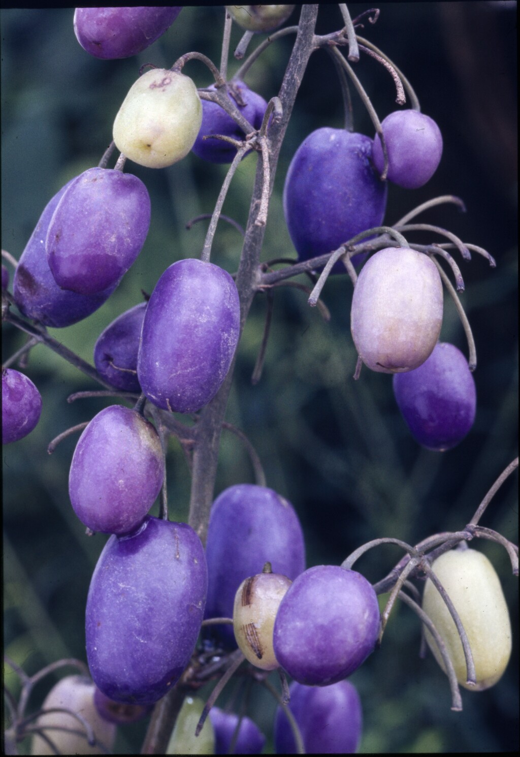 Dianella tasmanica (hero image)