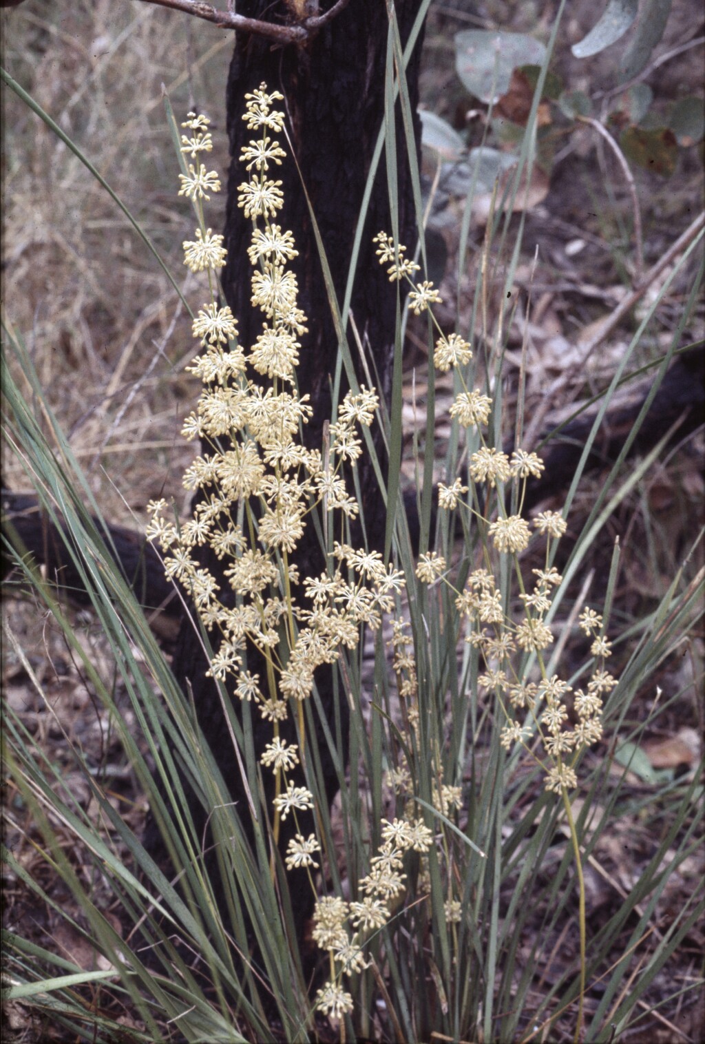 Lomandra multiflora subsp. multiflora (hero image)