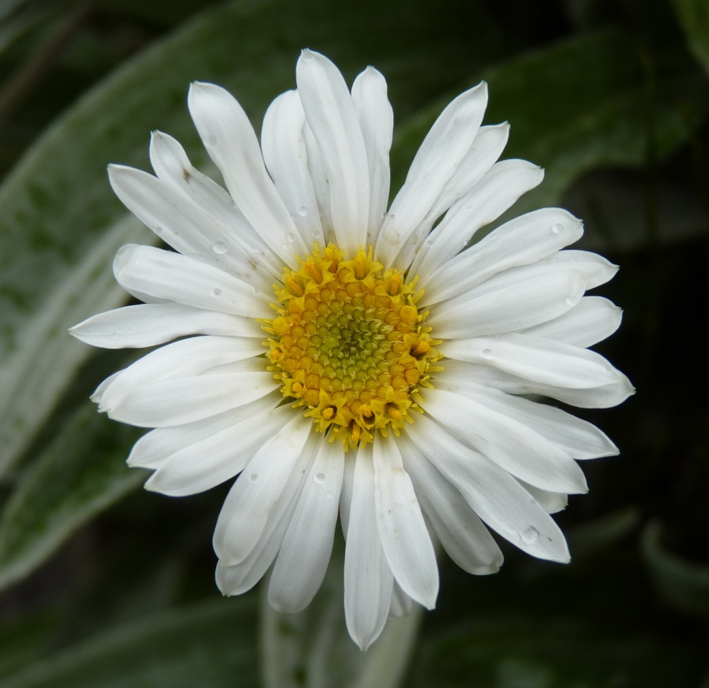 Celmisia sericophylla (hero image)