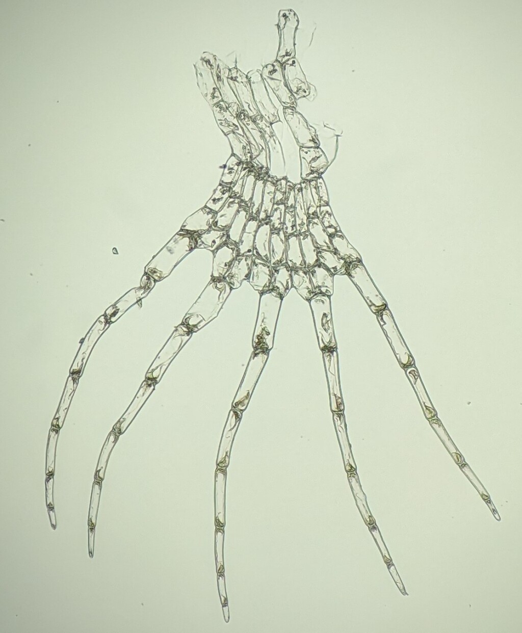 Tricholepidozia (hero image)