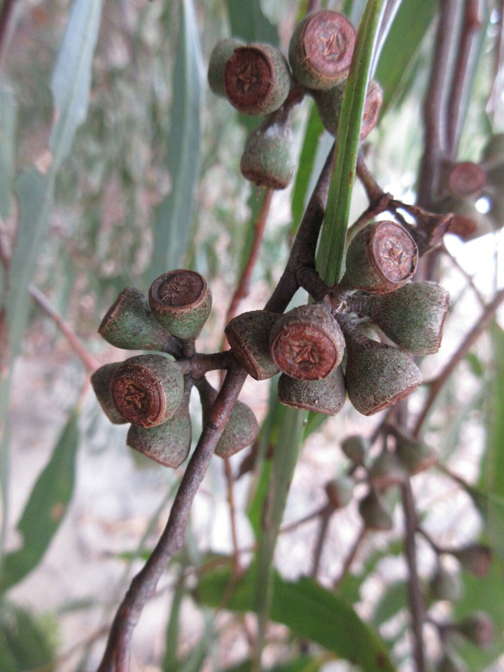 Eucalyptus arenicola (hero image)